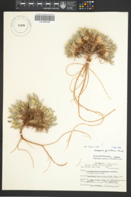 Astragalus triphyllus image