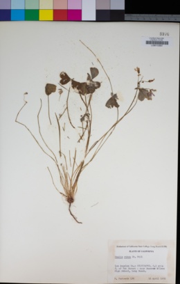 Oxalis articulata subsp. rubra image
