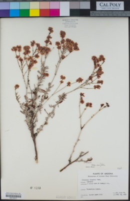 Eriogonum wrightii var. wrightii image