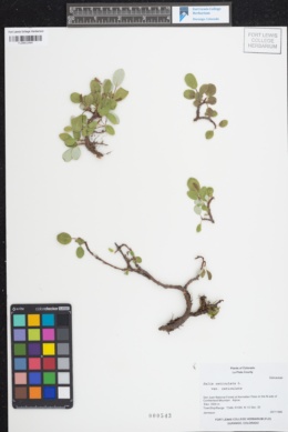 Salix reticulata var. reticulata image