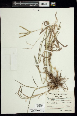 Image of Paspalum paucispicatum