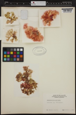 Rhizopogonia asperata image