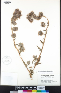 Phacelia californica image