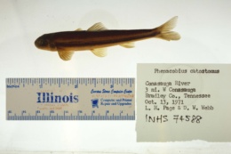 Phenacobius catostomus image