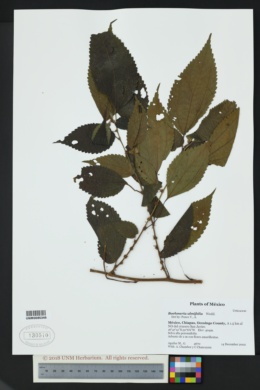 Image of Boehmeria ulmifolia