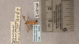 Geina tenuidactylus image