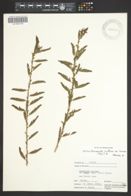 Chamaecrista nictitans subsp. patellaria image