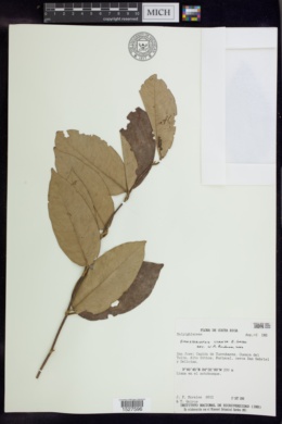 Banisteriopsis lyrata image