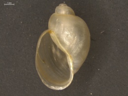 Image of Bulinus octoploidus