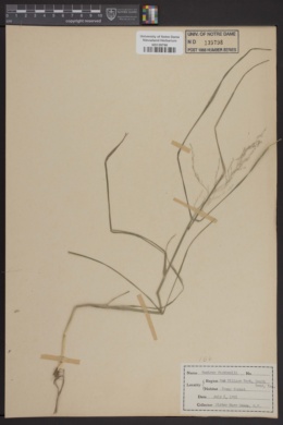 Panicum bicknellii image