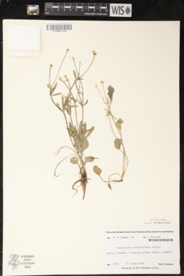 Ranunculus rhomboideus image