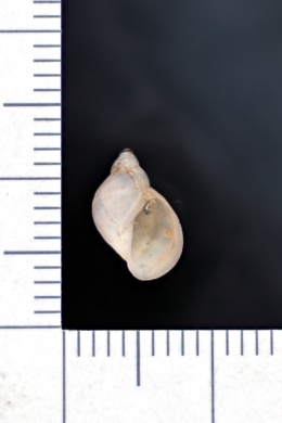 Image of Stagnicola apicina