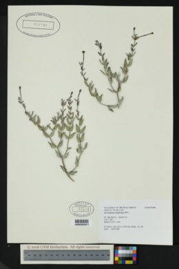 Acleisanthes lanceolata image