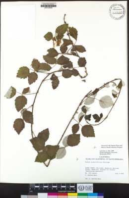 Rubus glaucifolius image