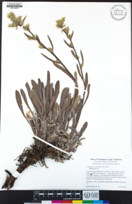 Oreocarya crymophila image