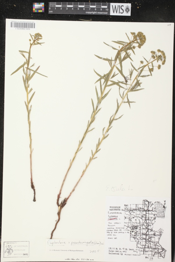 Euphorbia x pseudovirgata image