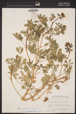 Lupinus succulentus var. succulentus image