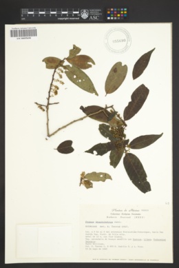 Image of Prunus brachybotrya
