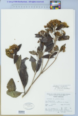 Image of Lasianthaea ceanothifolia