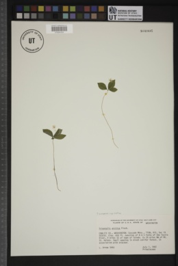 Trientalis europaea subsp. arctica image
