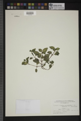 Image of Erythranthe pilosiuscula