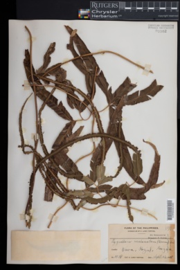 Lygodium circinatum image