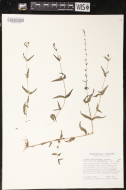 Cuphea laminuligera image