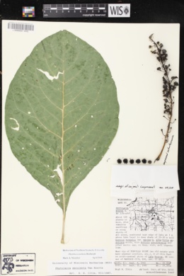 Phytolacca latbenia image