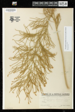 Pseudolycopodium densum image