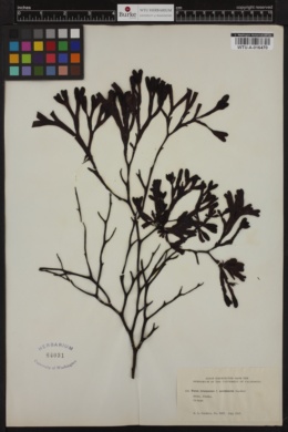 Fucus evanescens f. marginatus image