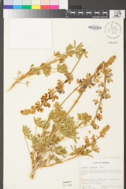 Lupinus excubitus var. excubitus image