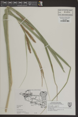 Carex atherodes image