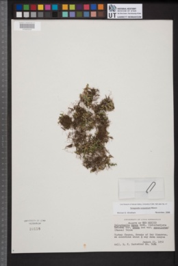 Selaginella densa var. scopulorum image