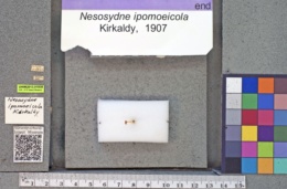 Image of Nesosydne ipomoeicola