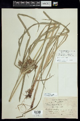 Cyperus conglobatus image