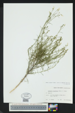 Ipomopsis longiflora subsp. neomexicana image