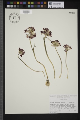 Allium shevockii image