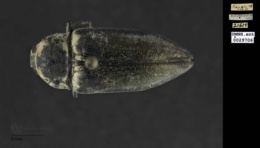 Image of Gyascutus caelatus