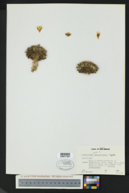 Mammillaria heyderi var. hemisphaerica image