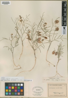 Astragalus pictus image