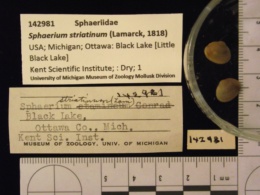 Sphaerium striatinum image