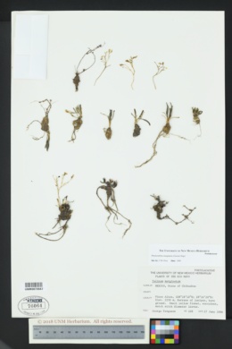 Phemeranthus marginatus image