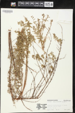 Lythrum maritimum image