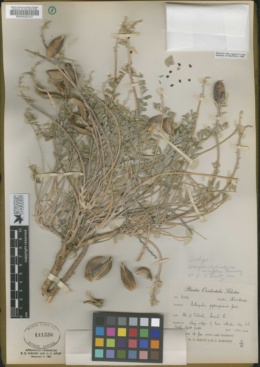 Image of Astragalus eurylobus