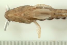 Proterorhinus marmoratus image