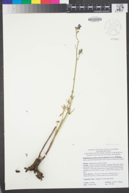 Image of Delphinium umbraculorum