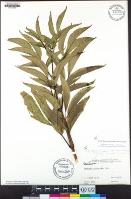 Sambucus racemosa var. racemosa image