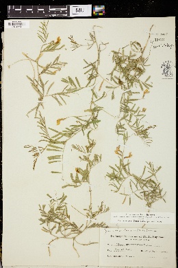 Vicia sparsiflora image
