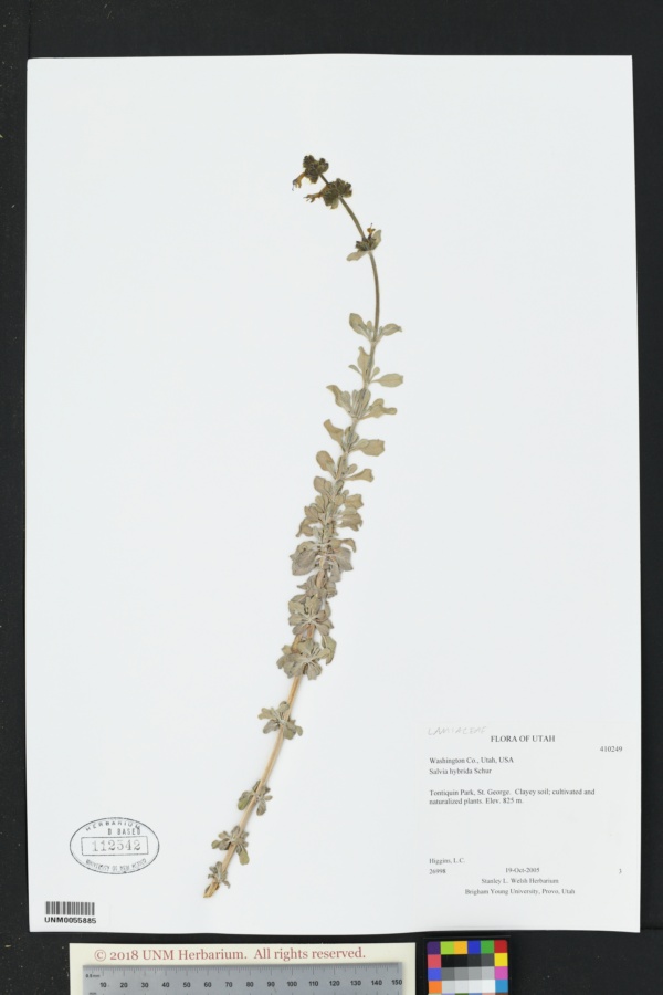 Salvia hybrida image