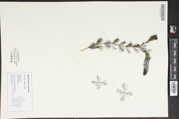 Myriophyllum spicatum image